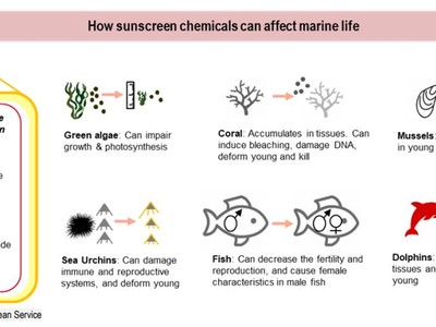 Kem chống nắng và tác động đến sinh vật biển