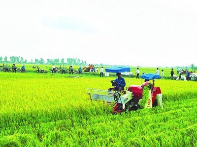 Nhà nước hỗ trợ phí bảo hiểm nông nghiệp cho hộ nghèo, cận nghèo đến 90%