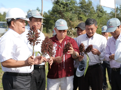 Ông Trần Đình Quyền (ngoài cùng bên trái) giới thiệu với lãnh đạo tỉnh Phú Yên về cây cao lương ngọt tại vùng trồng thực nghiệm