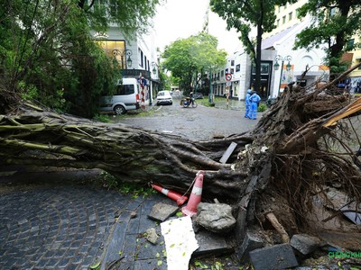 Một cây cổ thụ đổ rạp trên phố Lý Thái Tổ (Hà Nội), cạnh khách sạn Metropole. Ảnh: Minh Minh