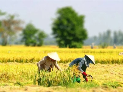 Đề xuất miễn thuế sử dụng đất nông nghiệp từ 01/01/2026 đến hết năm 2030