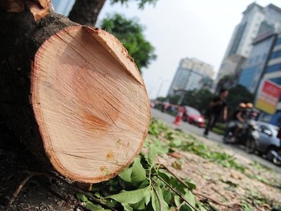 Chùm ảnh di dời hàng cây cổ thụ trên đường Kim Mã, Hà Nội 