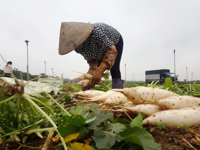 Rớt giá xuống còn 500 đồng/kg, củ cải bỗng hóa thành rác tại Hà Nội