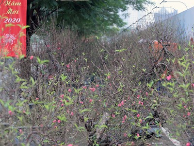 Đang yên lành, Tết bỗng về tới phố 