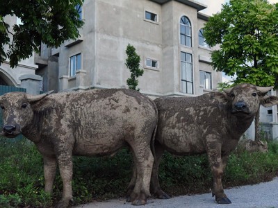 Chăn trâu trong Khu đô thị Nam An Khánh Sudico 