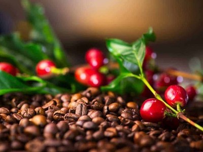 Tin thị trường hàng hoá ngày 13/2: Dầu giảm mạnh, cà phê Robusta lập kỷ lục mới 