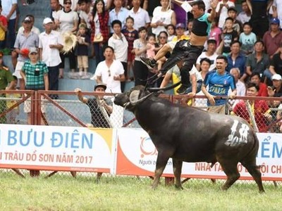 PTI bồi thường 15 triệu đồng cho nạn nhân tử vong tại Lễ hội chọi trâu Đồ Sơn 2017