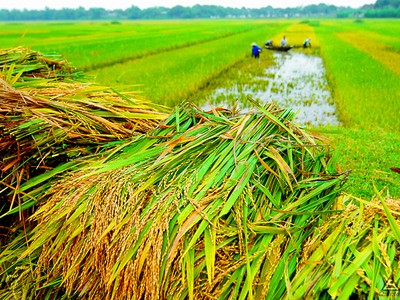 Tiếp tục hỗ trợ 90% phí bảo hiểm nông nghiệp cho hộ nghèo và cận nghèo