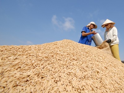 Mỗi năm, Việt Nam sản xuất được từ 40 - 43,5 triệu tấn lúa (khoảng 27,2 triệu tấn gạo). Ảnh: Lê Toàn