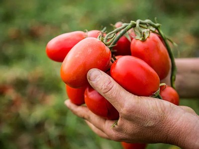 Knorr khởi động các dự án nông nghiệp tái sinh