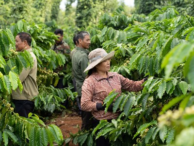 73,5 triệu cây giống chất lượng cao kháng bệnh đã được phát cho nông dân thông qua dự án Nescafe Plan