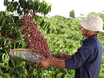 Nestlé công bố báo cáo tiến độ Chương trình NESCAFÉ Plan 2030