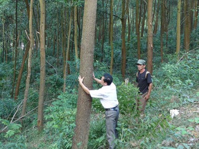 Quản lý rừng, hướng tiếp cận mới dựa vào công nghệ