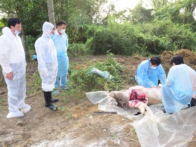 FAO và Tổ chức Thú y Thế giới giúp Việt Nam ứng phó dịch tả lợn châu Phi 