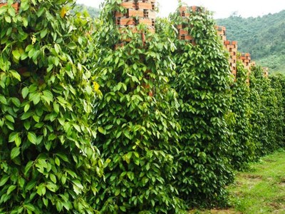 Ấn Độ xem xét có thể siết chặt tiêu chuẩn đối với hồ tiêu nhập khẩu từ Việt Nam