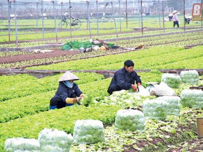 Tạo nền tảng cho kinh tế hợp tác xã phát triển trong xu hướng hội nhập toàn cầu 