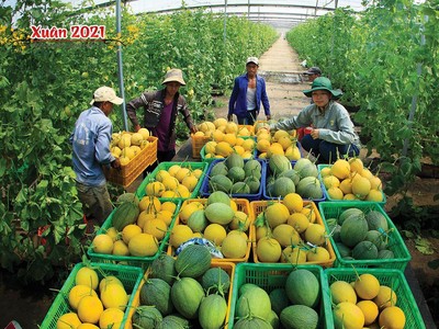 Nông sản Việt Nam đang rộng cửa vào châu Âu.