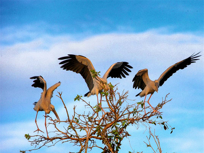 Những đàn chim sải cánh bay về tổ tạo nên bức tranh thiên nhiên sinh động cho rừng tràm (nguồn ảnh: Internet)
