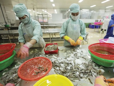 Chế biến tôm xuất khẩu tại Công ty TNHH Thủy sản Hồng Ngọc. Ảnh: Đức Thanh