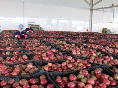 Giá trị xuất khẩu các sản phẩm rau quả của Việt Nam sang thị trường EU trong tháng đầu tiên có EVFTA ước đạt 14,7 triệu USD, tăng 25,2% so với tháng 7.