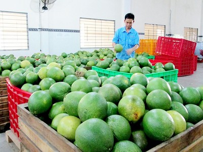 Trái cây Việt tăng tốc sang Mỹ