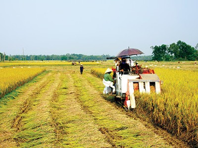 Nông nghiệp khẳng định vai trò là trụ đỡ của nền kinh tế trong khó khăn, theo đánh giá của Chính phủ.