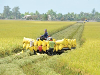 Thu hoạch lúa ở Đồng bằng sông Cửu Long. Ảnh: Gia Bảo