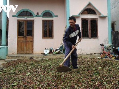 Ông Nguyễn Đình Chính vất vả trong việc phơi cà phê vì trời mưa