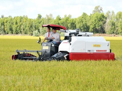 Thu hoạch lúa trong vùng nguyên liệu tại xã Định Thành, Thoại Sơn, An Giang. (Ảnh: Công Mạo/TTXVN)