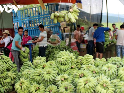 Giá chuối xuất khẩu tại cửa khẩu Ma Lù Thàng khởi sắc trở lại do tỉnh Lai Châu hỗ trợ cấp 27 mã vùng sản xuất cho bà con nông dân.