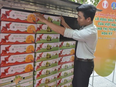 Việt Nam cung cấp cho thị trường Mỹ 1.352 tấn xoài các loại, tăng 87,4% so với cùng kỳ 2019