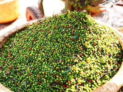 Việt Nam đã “giải cứu” thành công 61/62 công hàng hồ tiêu bị mắc kẹt tại Nepal và quá cảnh qua Ấn Độ