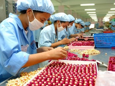 Doanh nghiệp chuyên sản xuất hàng xuất khẩu, không tiêu thụ trong nước nên không phải nộp thuế xuất khẩu, thuế nhập khẩu, thuế giá trị gia tăng, thuế tiêu thụ đặc biệt