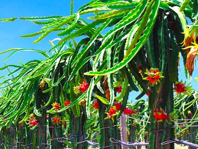 HAGL Agrico vừa dừng phương án huy động 800 tỷ đồng từ kênh trái phiếu do thay đổi kế hoạch sử dụng vốn