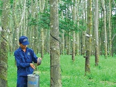 Cao su Đồng Phú - Đắk Nông sáp nhập vào Công ty cổ phần cao su Đồng Phú.