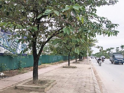 Khu đất Dự án Khu giáo dục Nguyễn Trãi được quây tôn kín, “treo” gần 15 năm nay.