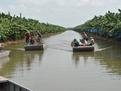 Mô hình trồng chuối xuất khẩu tại Nông trường Sông Hậu, ảnh Phú Khởi