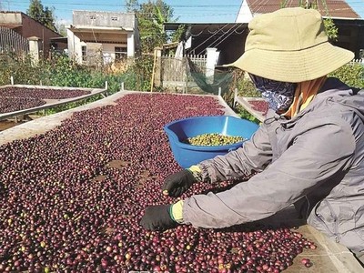 Ngành cà phê còn nhiều việc phải làm để đạt mục tiêu cán đích 6 tỷ USD kim ngạch xuất khẩu vào 2030.