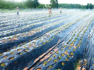 Việc áp dụng tiến bộ khoa học - kỹ thuật trong canh tác giúp nông dân Quảng Bình tăng năng suất sản phẩm