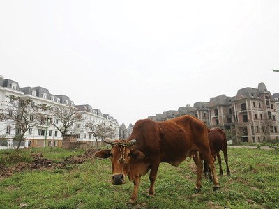 Mất rất nhiều chi phí cơ hội khi dự án đình trệ