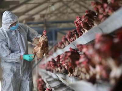 "Mạnh tay" kiểm soát dịch cúm gia cầm đang có dấu hiệu "nóng"