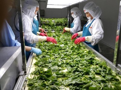 Tháng 1/2021, xuất khẩu rau quả đạt khoảng 260 triệu USD