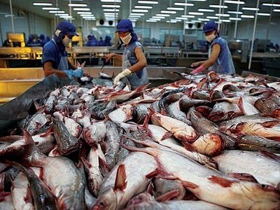 Hoạt động xuất khẩu 4 loại cá da trơn sang Campuchia được thực hiện bình thường như trước đây