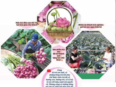 Hương vị Tết từ những đầm sen tiền tỷ