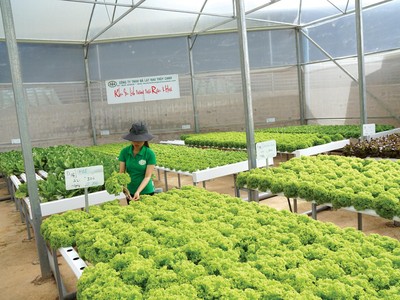 Vốn tín dụng tiếp tục được tập trung cho các lĩnh vực ưu tiên. Ảnh: Dũng Minh