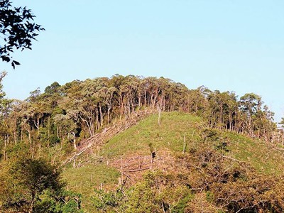 Đất rừng bị lấn chiếm làm nương rẫy tại tỉnh Kon Tum