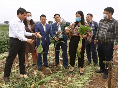 Củ cải của nông dân huyện Mê Linh bán giá từ 1.000 – 3.000 đồng/kg vẫn có lãi.