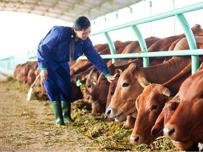 Vilico đầu tư 1.700 tỷ đồng xây dựng trang trại bò thịt 20.000 con/năm