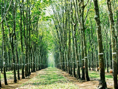 Khu đất 100 ngàn m2 vừa UBND tỉnh Đồng Nai quyết định thu hồi để đấu giá thu hút rất nhiều nhà đầu tư quan tâm vì có vị trí rất đặc địa khi nằm gần Cảng hành không quốc tế Long Thành và các trục giao thông huyết mạch.