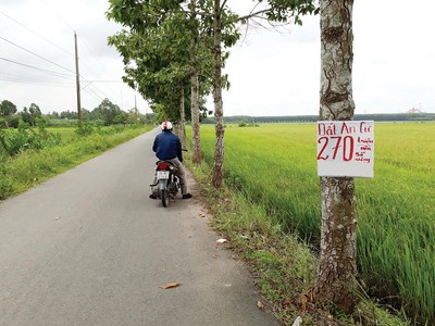 Môi giới dẫn nhà đầu tư đi xem cả khu đất nông nghiệp hiện đang trồng lúa. Ảnh: Việt Dũng 
